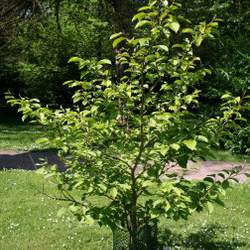 Pterostyrax corymbosus Little Epaulette Tree seed for sale 