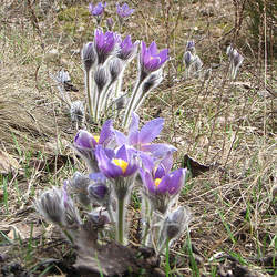 Pulsatilla patens Eastern Pasqueflower seed for sale 