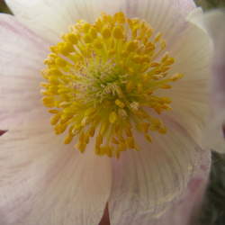 Pulsatilla patens Eastern Pasqueflower seed for sale 