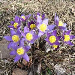 Pulsatilla patens Eastern Pasqueflower seed for sale 