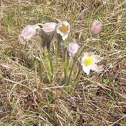 Pulsatilla patens Eastern Pasqueflower seed for sale 