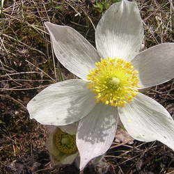 Pulsatilla patens Eastern Pasqueflower seed for sale 