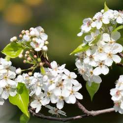 Pyrus calleryana   Aristocrat Callery Pear, Aristocrat Pear seed for sale 