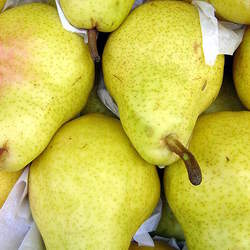 Pyrus communis   Kirschensaller Kirschensaller Pear seed for sale 