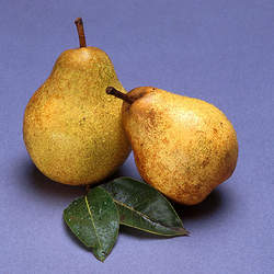 Pyrus communis   Bartlett Bartlett Pear seed for sale 