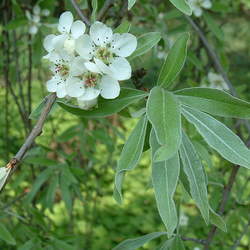 Pyrus salicifolia Willowleaf Pear seed for sale 