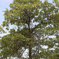 Quercus marilandica Blackjack Oak seed for sale 