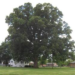 Quercus michauxii Swamp Chestnut Oak, Cow Oak seed for sale 