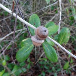 Quercus myrtifolia Myrtle Oak seed for sale 