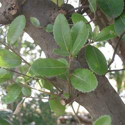 Quercus phillyraeoides Ubame Oak seed for sale 