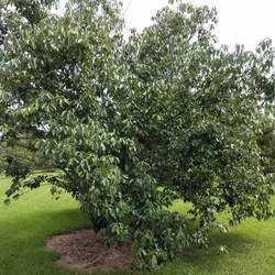 Quercus schottkyana Yunnan Evergreen Oak seed for sale 