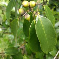 Quercus schottkyana Yunnan Evergreen Oak seed for sale 