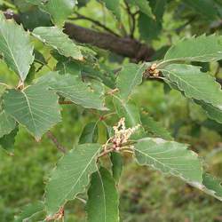 Quercus serrata Bao Li seed for sale 