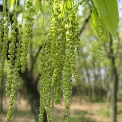 Quercus serrata Bao Li seed for sale 