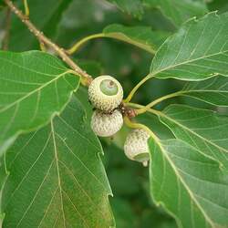 Quercus serrata Bao Li seed for sale 