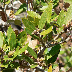 Quercus vacciniifolia Huckleberry Oak seed for sale 