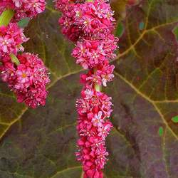 Rheum palmatum Chinese Rhubarb, Turkish Rhubarb seed for sale 