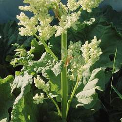 Rheum palmatum Chinese Rhubarb, Turkish Rhubarb seed for sale 