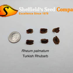 Rheum palmatum Chinese Rhubarb, Turkish Rhubarb seed for sale 