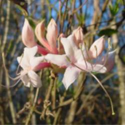 Rhododendron atlanticum Dwarf Azalea seed for sale 