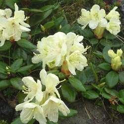 Rhododendron aureum Golden Rhododendron seed for sale 