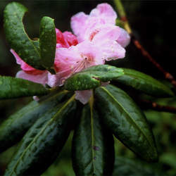 Rhododendron brachycarpum  Tigerstedtii   open-pollinated Tigerstedt Rhododendron seed for sale 