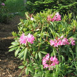 Rhododendron catawbiense Catawba Rosebay, Catawba Rhododendron seed for sale 