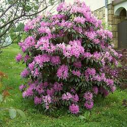 Rhododendron catawbiense Catawba Rosebay, Catawba Rhododendron seed for sale 