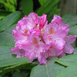 Rhododendron macrophyllum Pacific Rhododendron seed for sale 