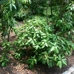 Rhododendron maximum Great Laurel, Rosebay, Rosebay Rhododendron seed for sale 