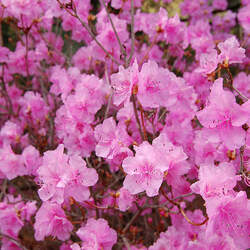 Ledum mucronulatum Korean Rhododendron seed for sale 