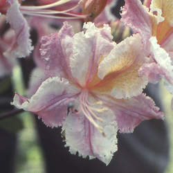 Rhododendron occidentale Western Azalea seed for sale 