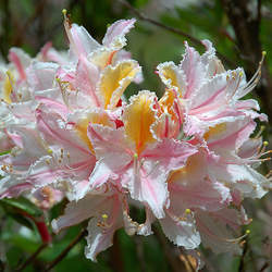 Rhododendron occidentale Western Azalea seed for sale 