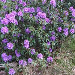 Ledum ponticum Ponticum Rhododendron, Pontic Rhododendron, Common Rhododendron seed for sale 