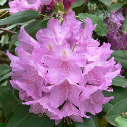 Ledum ponticum Ponticum Rhododendron, Pontic Rhododendron, Common Rhododendron seed for sale 