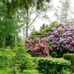 Ledum ponticum Ponticum Rhododendron, Pontic Rhododendron, Common Rhododendron seed for sale 