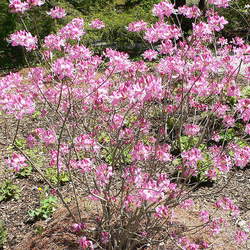 Rhododendron vaseyi Pinkshell Azalea, Pinkshell Rhododendron seed for sale 