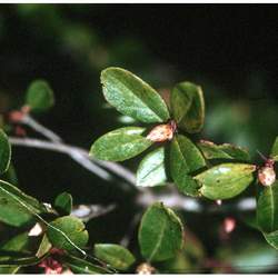 Rhododendron viscosum Swamp Azalea, Swamp Honeysuckle, Clammy Azalea seed for sale 