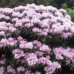 Rhododendron yakushimanum Yakushima Rhododendron seed for sale 