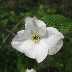 Rhodotypos scandens Jetbead seed for sale 