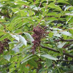 Rhus potaninii     dried berries Chinese Sumac, Potanin Sumac seed for sale 