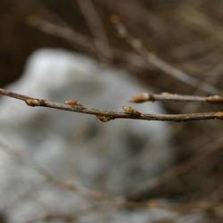 Ribes alpinum Alpine Currant, Mountain Currant seed for sale 