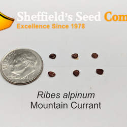 Ribes alpinum Alpine Currant, Mountain Currant seed for sale 