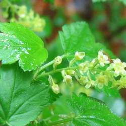 Ribes alpinum Alpine Currant, Mountain Currant seed for sale 