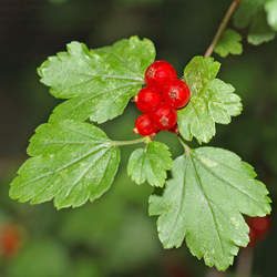 Ribes alpinum Alpine Currant, Mountain Currant seed for sale 