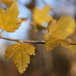 Ribes alpinum Alpine Currant, Mountain Currant seed for sale 