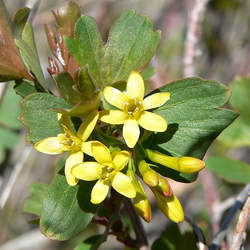 Ribes aureum Golden Currant, Buffalo Currant, Clove Currant, Missouri Currant seed for sale 