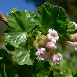 Ribes cereum Wax Currant, Waxy Currant, Squaw Currant seed for sale 