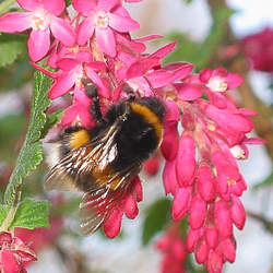 Ribes sanguineum Redflower Currant, Red-flowering Currant seed for sale 