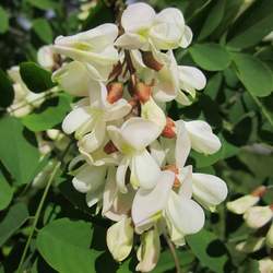 Robinia pseudoacacia Black Locust, Yellow Locust, False Acacia seed for sale 